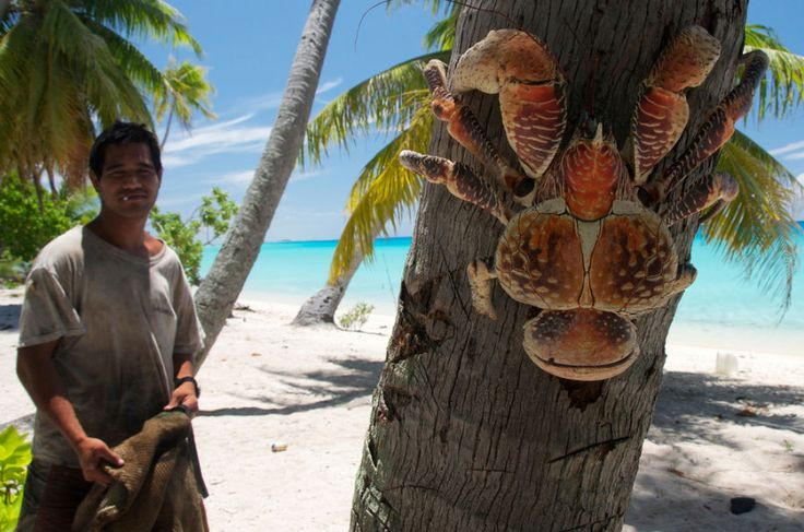  7. Cua dừa từng bị nghi ăn… xác người. Có báo cáo ở một số đảo Thái Bình Dương rằng cua dừa ăn xác động vật nhỏ và đôi khi… cả xác người. Một số nhà thám hiểm còn nghi ngờ chúng đã ăn xác Amelia Earhart – nữ phi công huyền thoại mất tích bí ẩn. Ảnh: Pinterest.