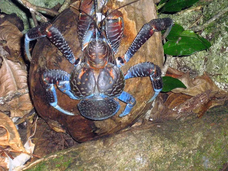  1. Cua dừa là loài cua cạn lớn nhất thế giới. Cua dừa có thể dài đến 1 mét (tính cả sải chân) và nặng tới 4 kg – khiến chúng trở thành loài cua cạn lớn nhất hành tinh. Ảnh: Pinterest.