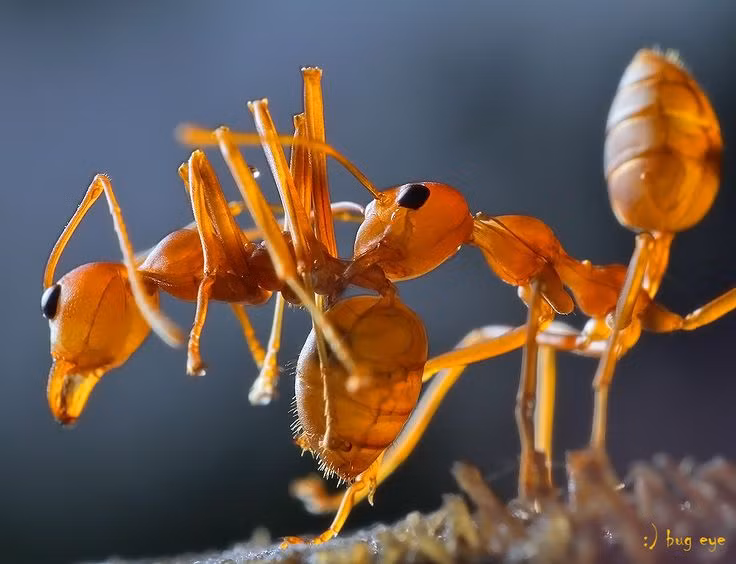  8. Một số quốc gia xem kiến lửa là loài cần tiêu diệt gấp. Mỹ, Úc, và nhiều nước khác đang chi hàng triệu USD mỗi năm để kiểm soát và ngăn chặn sự lây lan của kiến lửa. Ảnh: Pinterest.