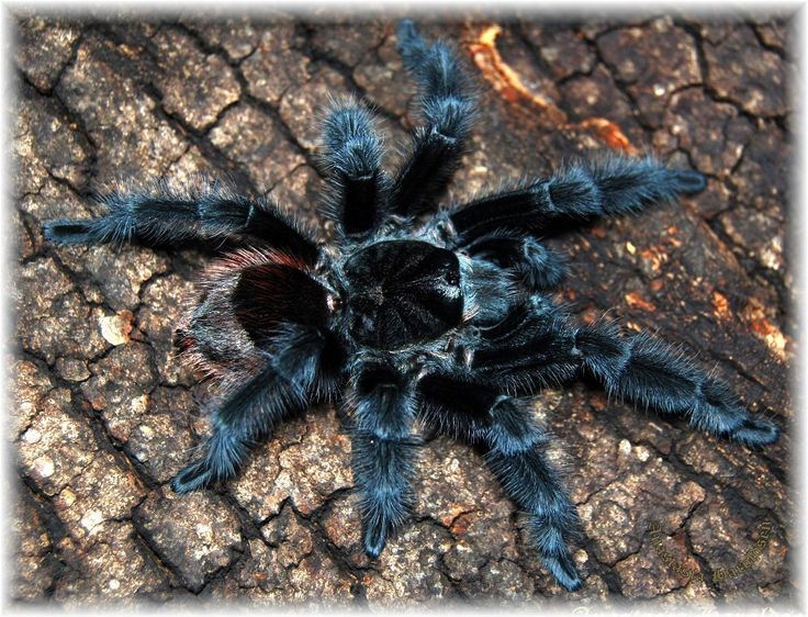  6. Chúng có thể lột xác suốt đời. Nhện tarantula thay lớp vỏ ngoài của mình để lớn lên hoặc để phục hồi sau tổn thương. Thậm chí một số bộ phận cơ thể bị mất – như chân – có thể mọc lại sau vài lần lột xác. Ảnh: Pinterest.