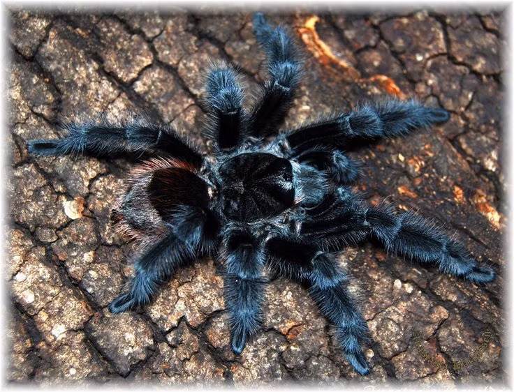  6. Chúng có thể lột xác suốt đời. Nhện tarantula thay lớp vỏ ngoài của mình để lớn lên hoặc để phục hồi sau tổn thương. Thậm chí một số bộ phận cơ thể bị mất – như chân – có thể mọc lại sau vài lần lột xác. Ảnh: Pinterest.