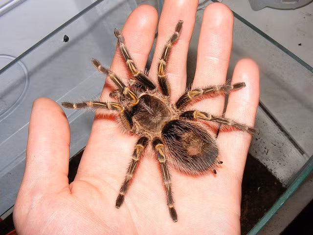  8. Tarantula là loài thú cưng phổ biến trong giới chơi sinh vật cảnh. Vì dễ nuôi, ít gây dị ứng và có vẻ ngoài kỳ lạ, tarantula trở thành lựa chọn hấp dẫn cho những người yêu thích động vật không xương sống độc lạ. Ảnh: Pinterest.
