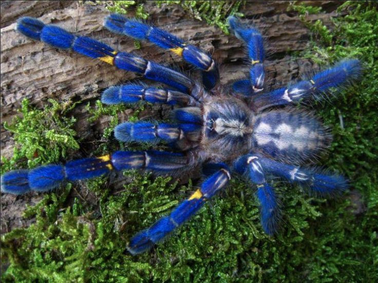  7. Chúng có thể phát ra âm thanh. Một số loài tarantula có khả năng phát ra âm thanh nhỏ bằng cách cọ xát các bộ phận trên cơ thể – hiện tượng này được gọi là “stridulation”, nhằm dọa nạt kẻ thù hoặc trong quá trình giao phối. Ảnh: Pinterest.