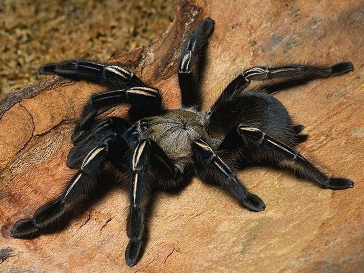  5. Tarantula không dệt lưới để săn mồi. Không giống nhiều loài nhện khác, tarantula không dùng mạng nhện để bắt mồi mà săn đuổi và tấn công trực tiếp con mồi bằng răng nanh và nọc độc. Ảnh: Pinterest.