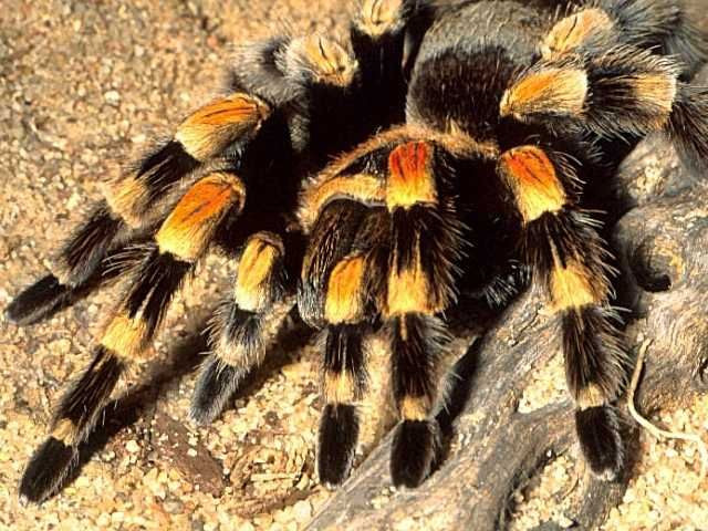  2. Có hơn 1.000 loài tarantula trên thế giới. Nhện tarantula xuất hiện ở nhiều nơi như Nam Mỹ, Trung Mỹ, châu Phi, châu Á và cả vùng tây nam nước Mỹ, với sự đa dạng đáng kinh ngạc về màu sắc và kích thước. Ảnh: Pinterest.