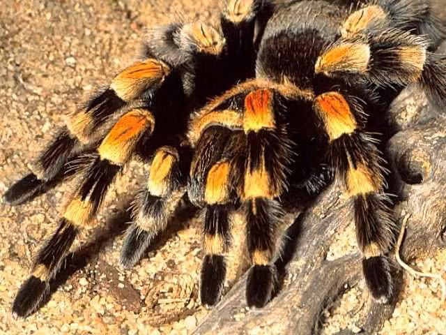  2. Có hơn 1.000 loài tarantula trên thế giới. Nhện tarantula xuất hiện ở nhiều nơi như Nam Mỹ, Trung Mỹ, châu Phi, châu Á và cả vùng tây nam nước Mỹ, với sự đa dạng đáng kinh ngạc về màu sắc và kích thước. Ảnh: Pinterest.
