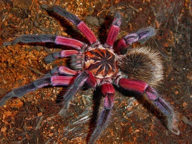 1. Nhện tarantula không nguy hiểm như vẻ ngoài của chúng. Mặc dù trông to lớn và lông lá, hầu hết loài nhện tarantula không gây nguy hiểm nghiêm trọng cho con người. Vết cắn của chúng có thể đau nhưng hiếm khi đe dọa tính mạng. Ảnh: Pinterest.