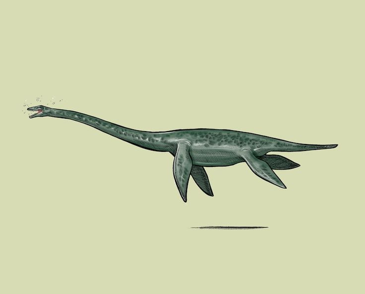  6. Chúng bơi bằng cách “vỗ cánh” như rùa biển. Khác với cá mập hay cá voi dùng đuôi để bơi, Elasmosaurus sử dụng bốn chi vây giống mái chèo để “bay” trong nước như những con rùa biển khổng lồ. Ảnh: Pinterest.