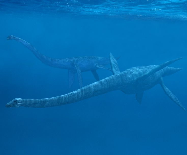  3. Được phát hiện nhầm… lộn đầu và đuôi. Khi mới khai quật, nhà cổ sinh vật học Edward Cope từng gắn đầu Elasmosaurus vào… đuôi vì không tin nó có chiếc cổ dài kỳ lạ đến vậy. Ảnh: Pinterest.