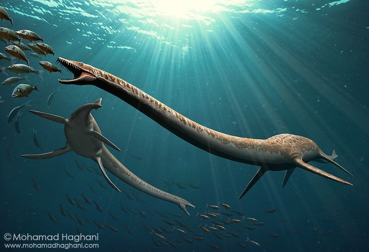  5. Chuyên săn cá nhỏ và sinh vật phù du. Với cái cổ dài giúp rình mồi trong khi giấu thân ở xa, Elasmosaurus chủ yếu ăn cá, mực và các sinh vật biển nhỏ, dùng hàm răng nhỏ nhưng sắc để tóm gọn con mồi. Ảnh: Pinterest.