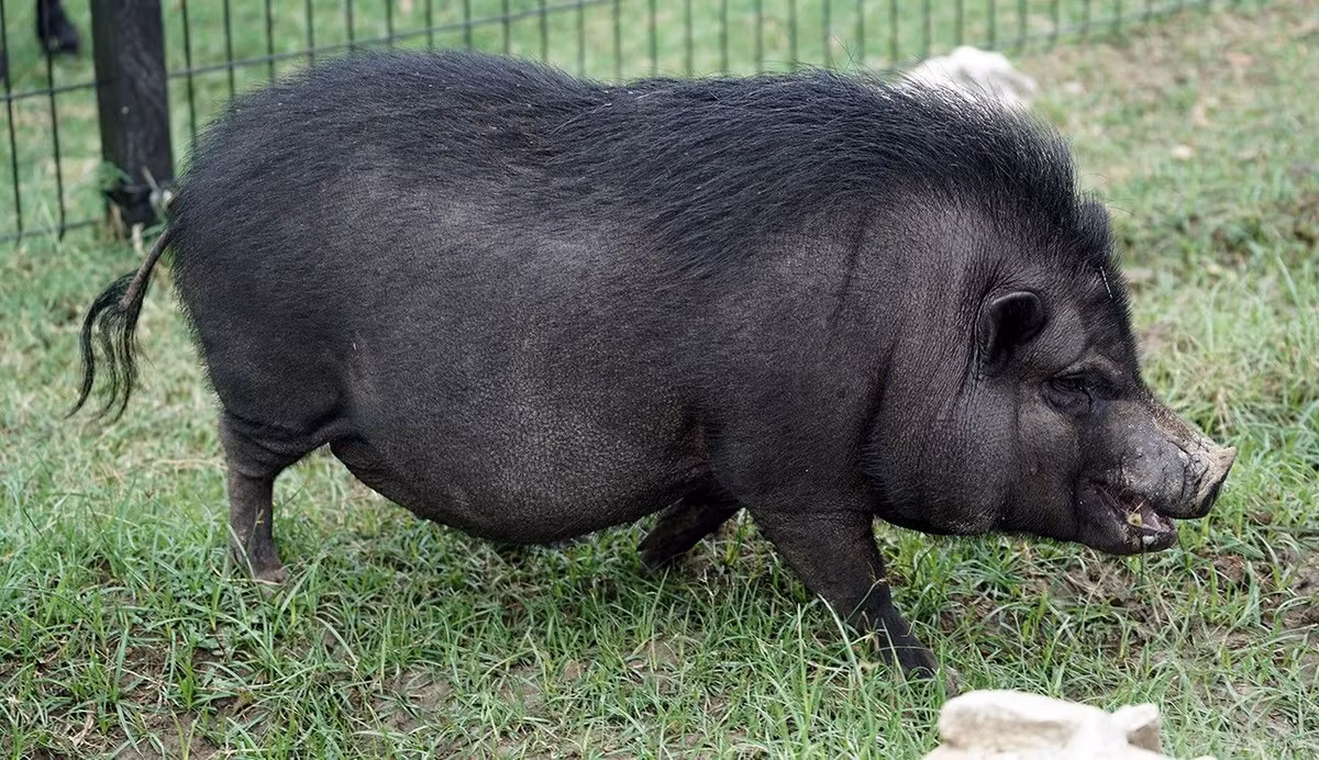  1. Lợn ỉ có nguồn gốc từ vùng đồng bằng Bắc Bộ Việt Nam. Lợn ỉ là giống lợn nội địa lâu đời, gắn bó với đời sống nông dân Việt qua nhiều thế hệ. Ảnh: Pinterest.