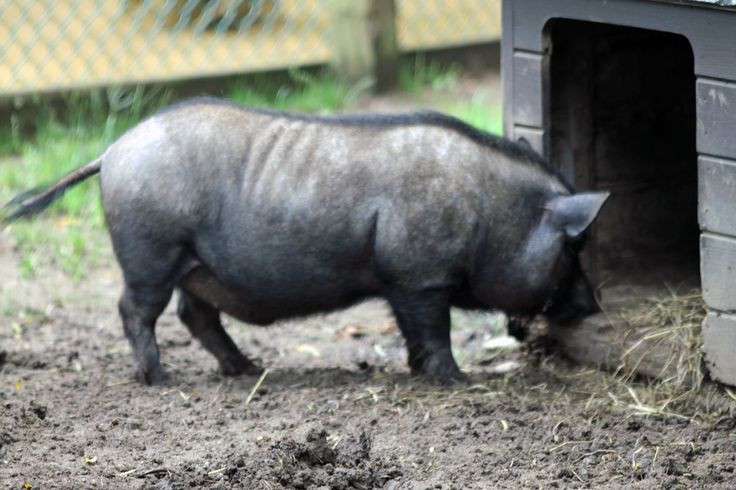  8. Đang đứng trước nguy cơ mai một giống thuần. Do bị lai tạp và thay thế bởi các giống ngoại nhập, lợn ỉ Việt Nam thuần chủng ngày càng hiếm và cần được bảo tồn. Ảnh: Pinterest.