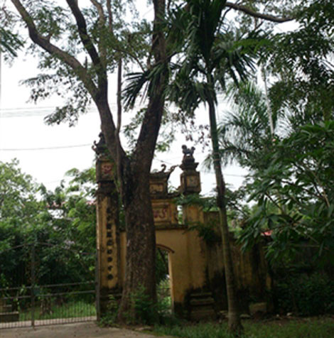 Cây sưa cổ thụ 200 năm tuổi được rao bán 50 tỷ đồng.