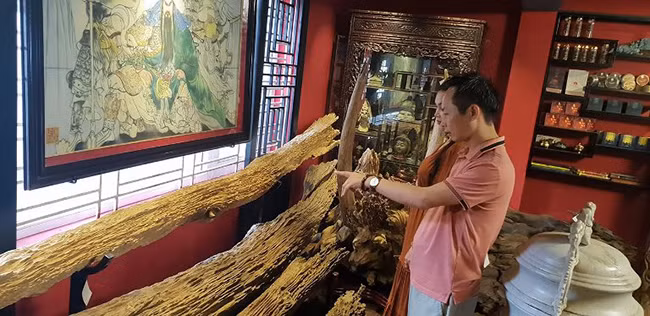 Đặc điểm này giúp các phu trầm phát hiện ra cây có trầm hương hay không.