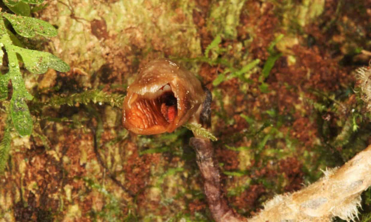 "Hoa lan xấu nhất thế giới" trong danh sách thực vật mới 2020 ảnh 1