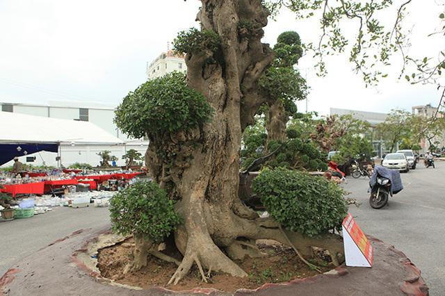 Cây duối cổ giá khủng nhiều đại gia mong ước sở hữu - Hình 2 Cay duoi co gia khung nhieu dai gia mong uoc so huu-Hinh-2