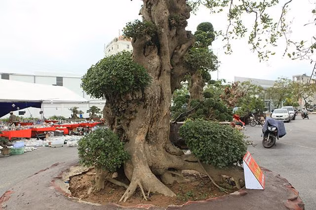 Cay duoi co gia khung nhieu dai gia mong uoc so huu-Hinh-2