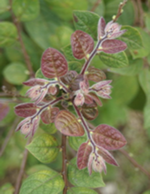 Cây bòn bọt Glochidion eriocarpum.