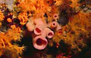 Mẫu bọt biển (hải miên) Ianthella flabelliformis