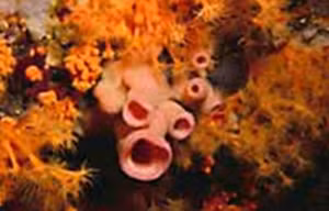 Mẫu bọt biển (hải miên) Ianthella flabelliformis