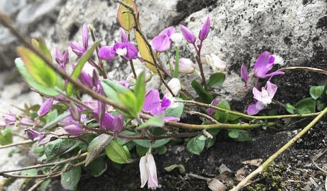 Cay moc hoang day o Viet Nam, nuoc ngoai ban hang tram nghin/kg-Hinh-2