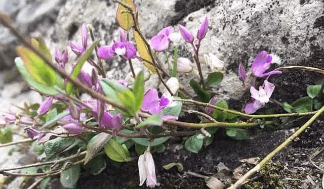 Cay moc hoang day o Viet Nam, nuoc ngoai ban hang tram nghin/kg-Hinh-2