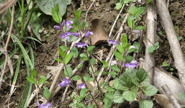 Cay moc hoang day o Viet Nam, nuoc ngoai ban hang tram nghin/kg-Hinh-3