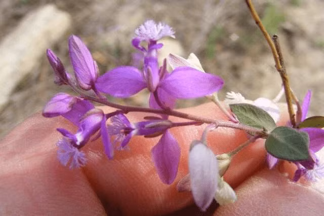 Cay moc hoang day o Viet Nam, nuoc ngoai ban hang tram nghin/kg