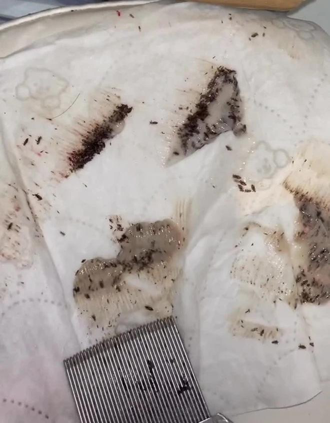 Rung minh clip bat chay nghin con 46 trieu luot xem, nhin ma soc-Hinh-4