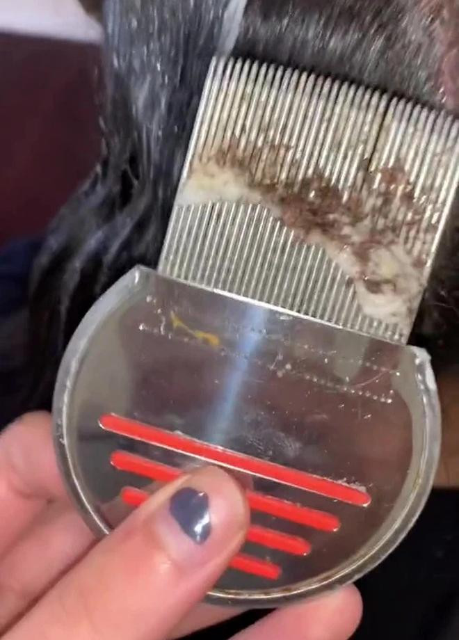 Rung minh clip bat chay nghin con 46 trieu luot xem, nhin ma soc-Hinh-3