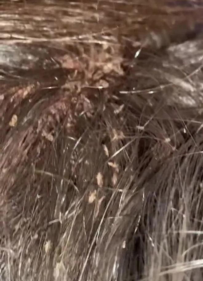 Rung minh clip bat chay nghin con 46 trieu luot xem, nhin ma soc