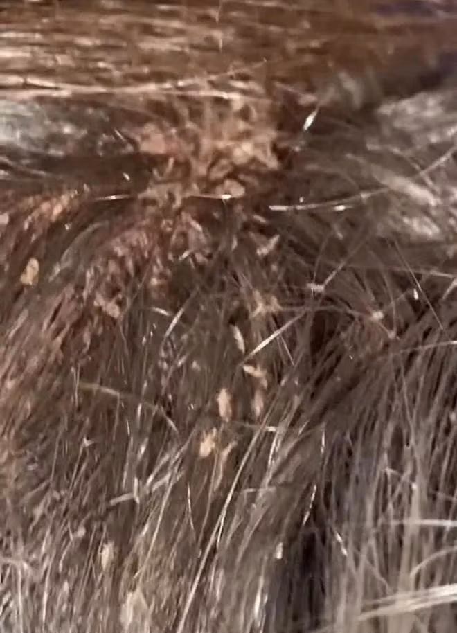 Rung minh clip bat chay nghin con 46 trieu luot xem, nhin ma soc