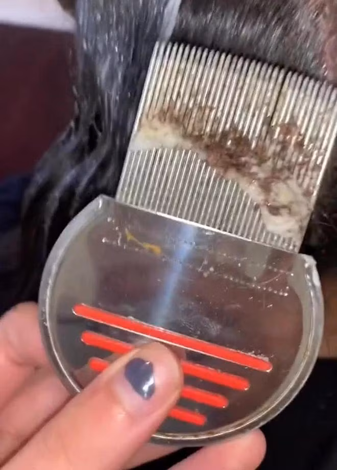 Rung minh clip bat chay nghin con 46 trieu luot xem, nhin ma soc-Hinh-3