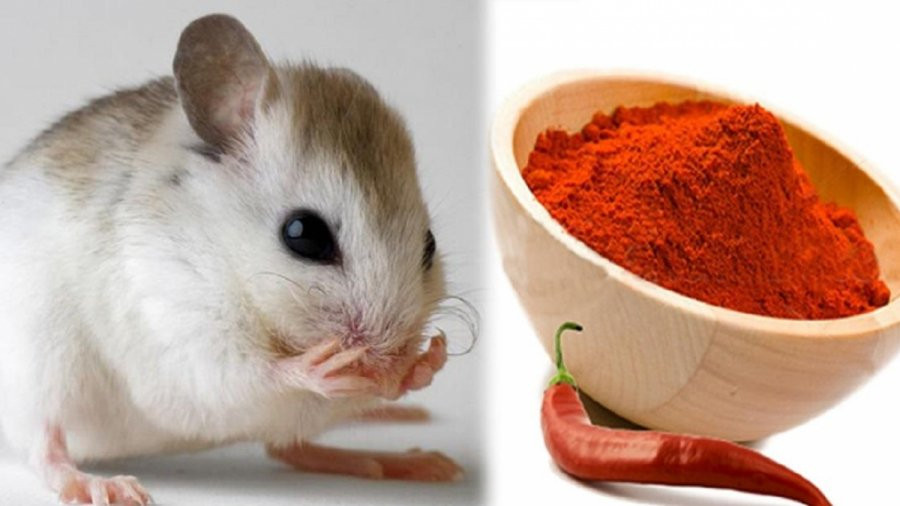 Bí quyết chỉ dùng khoai tây cả đàn chuột lăn đùng, diệt tận gốc - Hình 2 Bi quyet chi dung khoai tay ca dan chuot lan dung, diet tan goc-Hinh-2