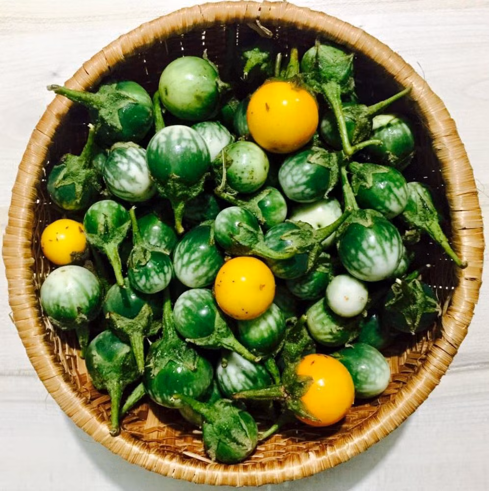  Cà đắng: Đối với văn hóa ẩm thực của đồng bào dân tộc Tây Nguyên, cà đắng là một trong những nguyên liệu đặc trưng. Từ cà đắng, người ta có thể làm ra nhiều món ăn như gỏi cà đắng cá khô, canh cà đắng cá khô, cà đắng giã ớt rừng, cà đắng um (om) ếch... Ảnh: Dula.ede.