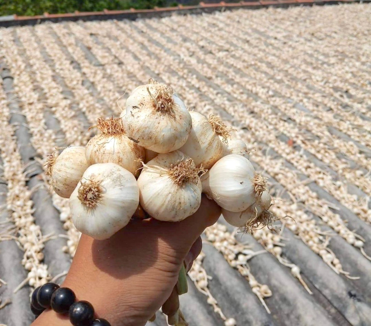  Tỏi có vị cay, tính ấm, nổi bật với tác dụng kháng khuẩn và nhiều lợi ích khác cho sức khoẻ. Huyện đảo Lý Sơn được mệnh danh là vương quốc tỏi. Đặc sản tỏi ở đây được đánh giá là củ nhỏ, tròn trịa, có vị cay nhưng vẫn dịu ngọt, hàm lượng tinh dầu khá cao. Ngoài ngồng tỏi xào, ẩm thực ở Lý Sơn còn thu hút với nhiều hương vị độc đáo như gỏi tỏi, rau dớn xào tỏi, rượu tỏi... Ảnh: Lysonexpress.