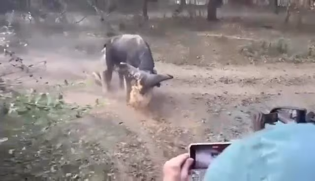 Trau rung thong minh thoat khoi su tan cong cua 2 su tu