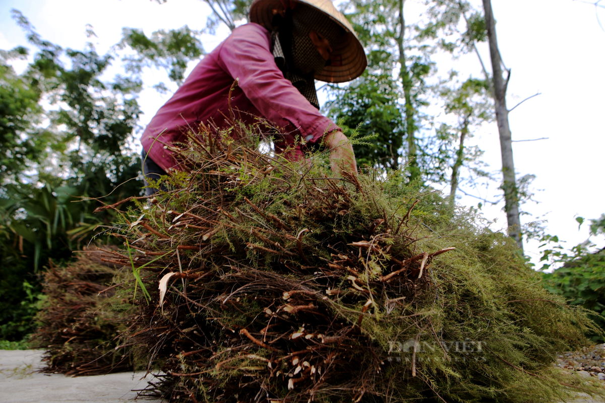 Nông dân Hương Sơn trồng loài cây mọc hoang trên núi kiếm bộn tiền - Hình 8 Nong dan Huong Son trong loai cay moc hoang tren nui kiem bon tien-Hinh-8