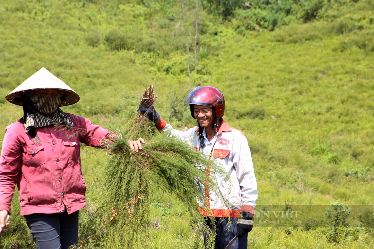 Nong dan Huong Son trong loai cay moc hoang tren nui kiem bon tien-Hinh-4