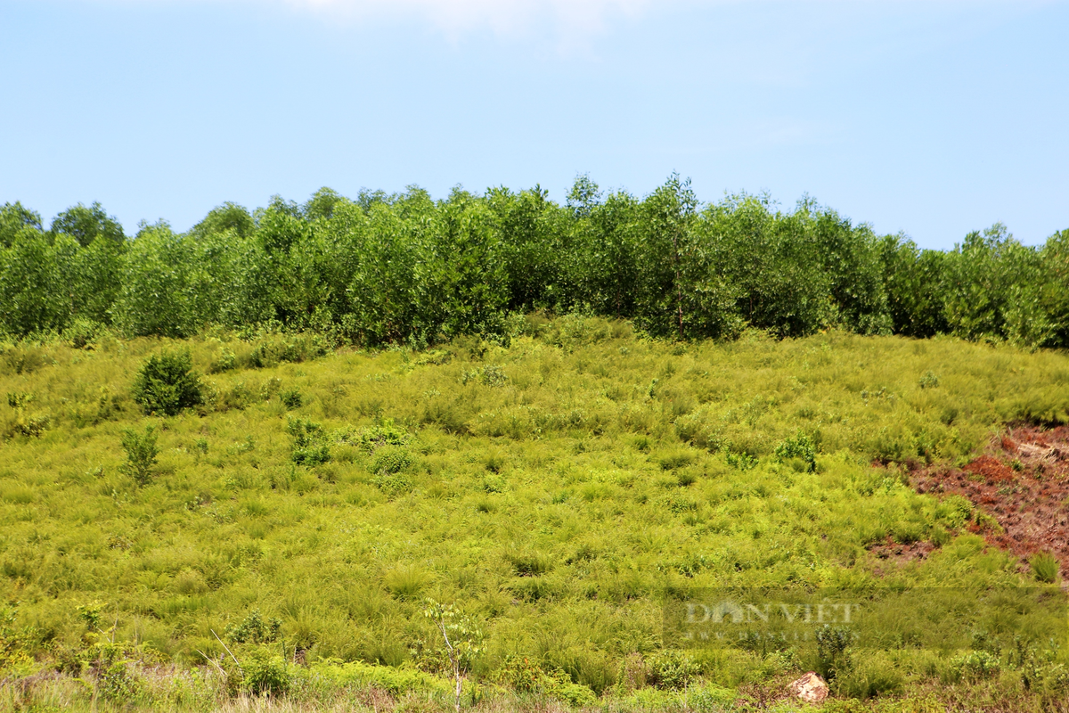 Nông dân Hương Sơn trồng loài cây mọc hoang trên núi kiếm bộn tiền Nong dan Huong Son trong loai cay moc hoang tren nui kiem bon tien