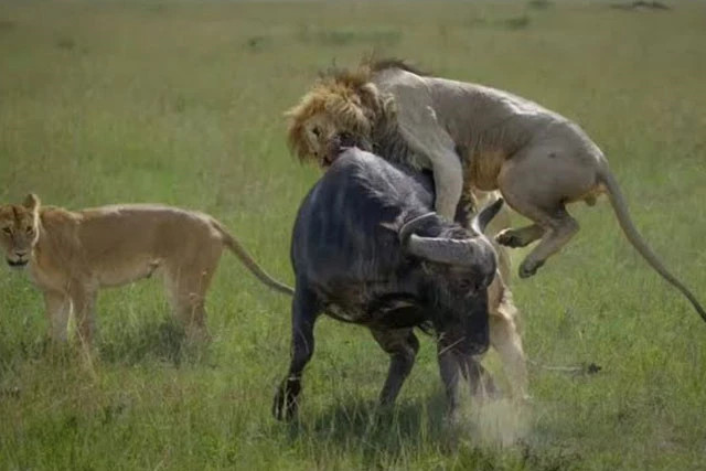 Trau rung chong tra quyet liet truoc bay su tu