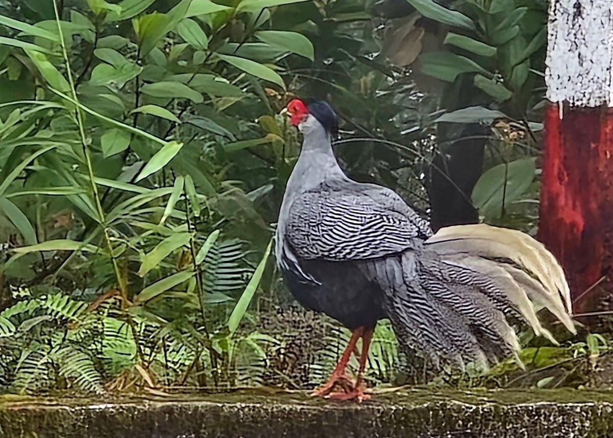 Loài mang cực hiếm được du khách chụp giữa rừng Bạch Mã - Hình 5 Loai mang cuc hiem duoc du khach chup giua rung Bach Ma-Hinh-5