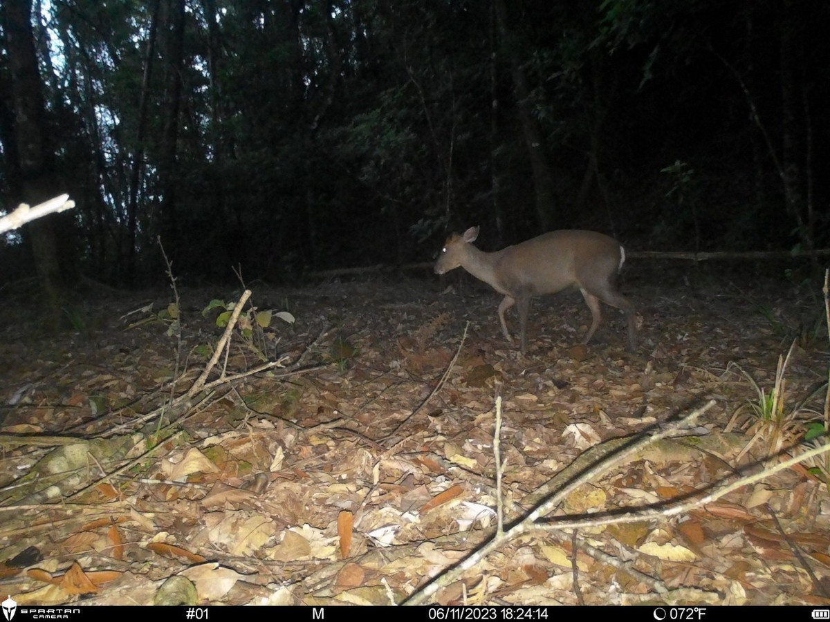 Loài mang cực hiếm được du khách chụp giữa rừng Bạch Mã - Hình 3 Loai mang cuc hiem duoc du khach chup giua rung Bach Ma-Hinh-3