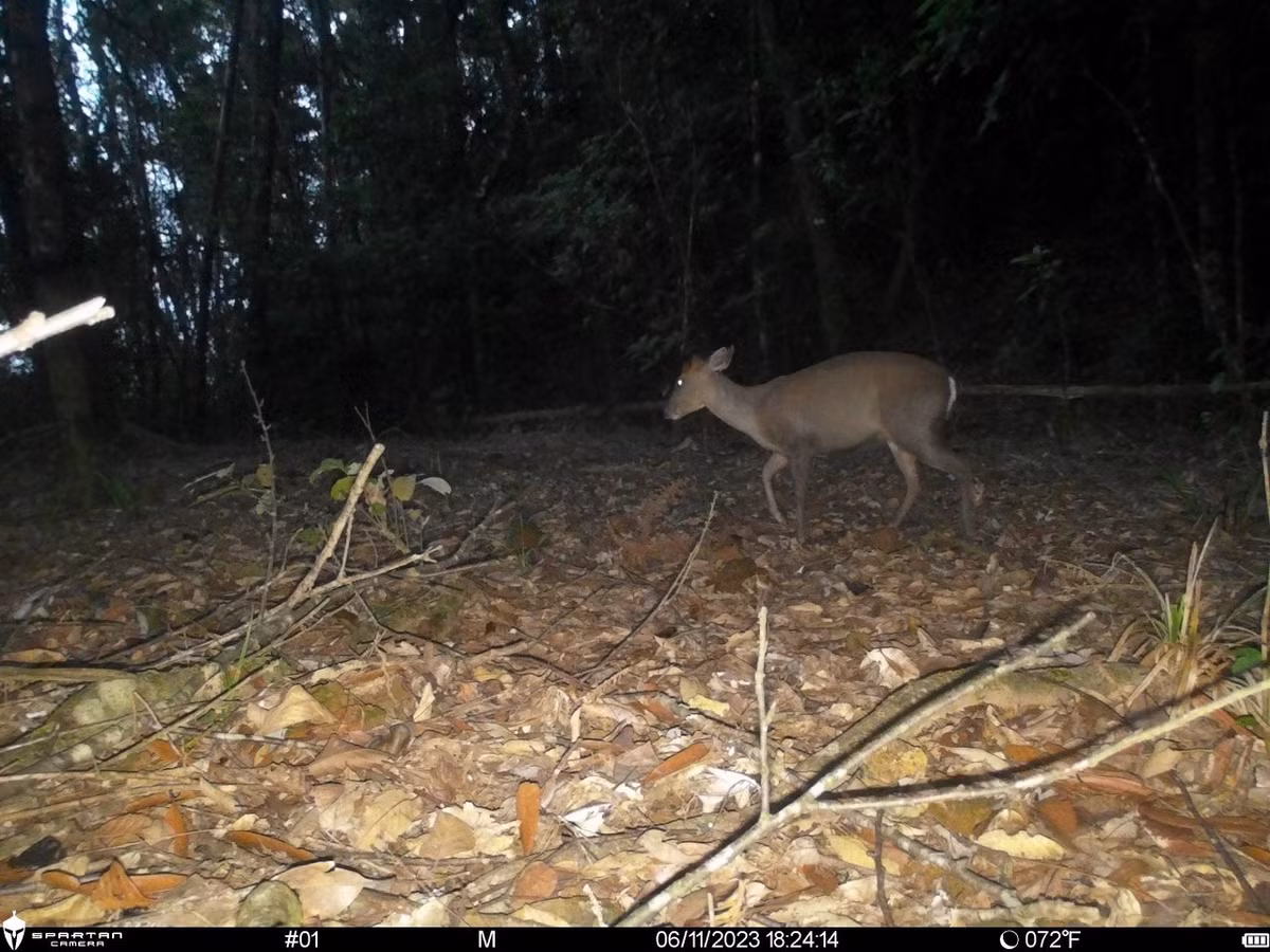 Loai mang cuc hiem duoc du khach chup giua rung Bach Ma-Hinh-3