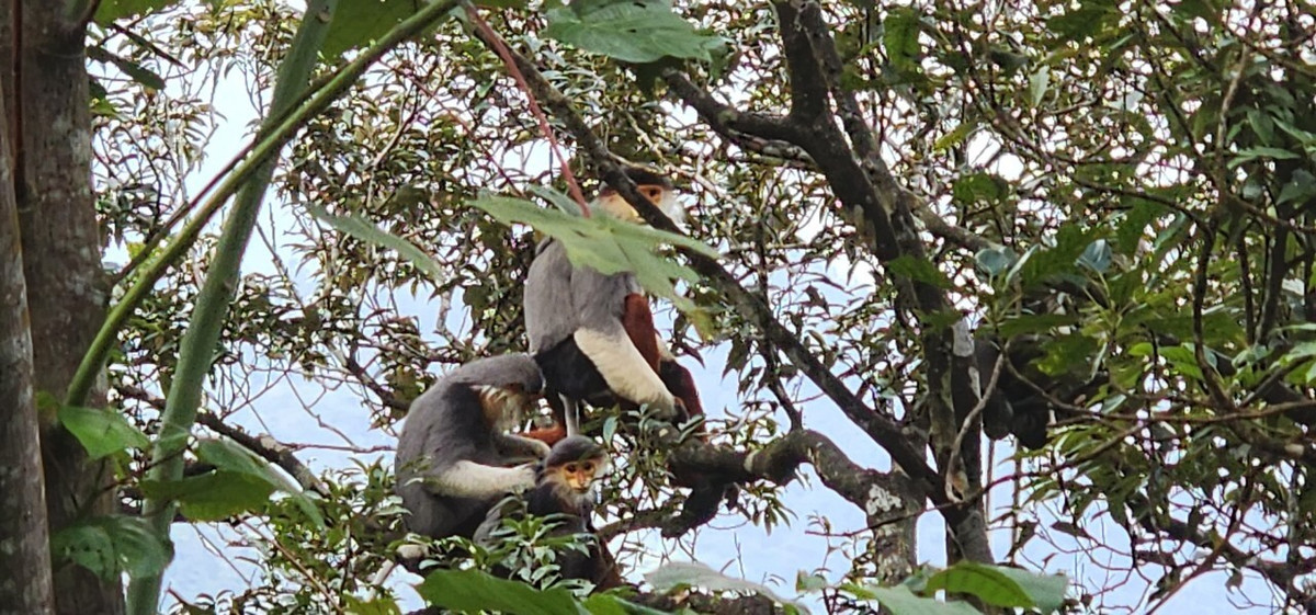 Loài mang cực hiếm được du khách chụp giữa rừng Bạch Mã - Hình 6 Loai mang cuc hiem duoc du khach chup giua rung Bach Ma-Hinh-6