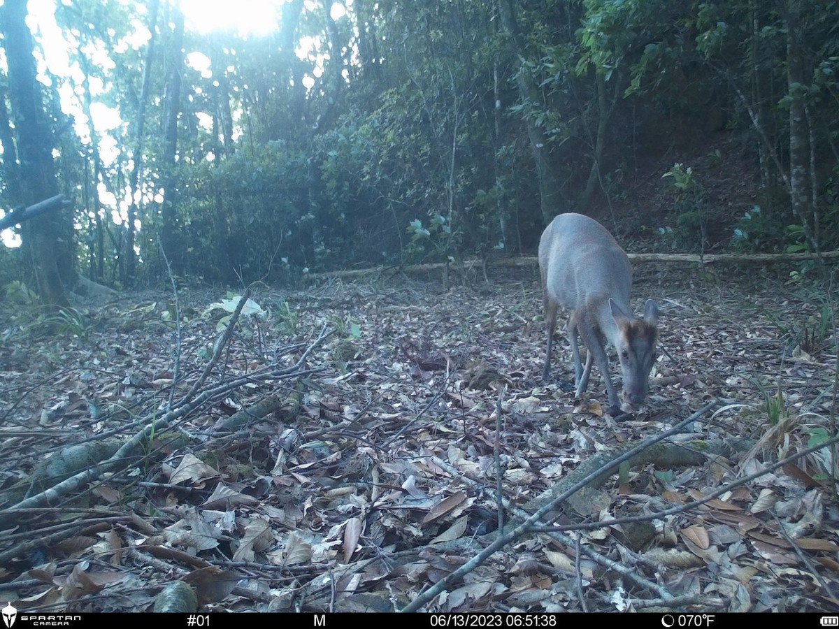 Loài mang cực hiếm được du khách chụp giữa rừng Bạch Mã - Hình 4 Loai mang cuc hiem duoc du khach chup giua rung Bach Ma-Hinh-4
