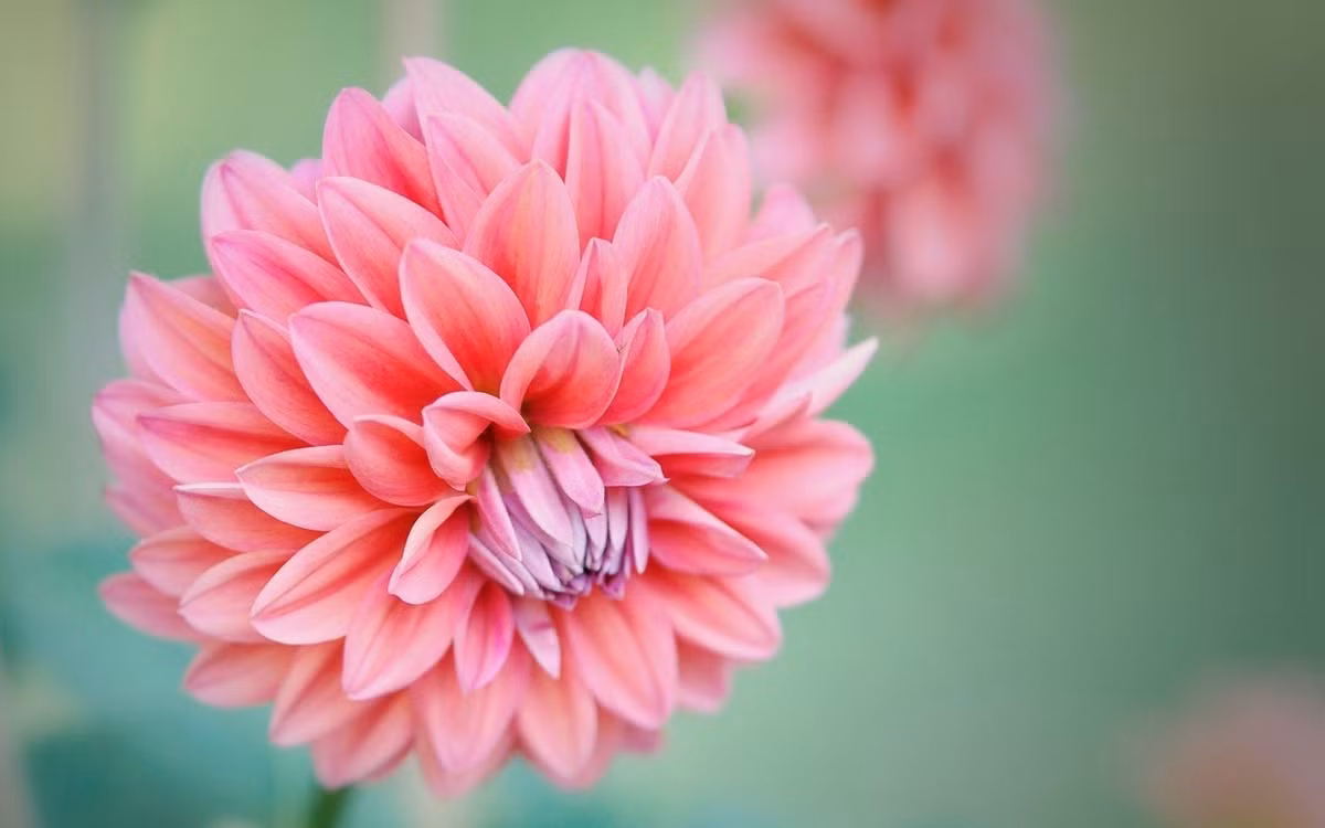 3 tuần tới, 3 con giáp bùng nổ tiềm năng, tiền vào như nước 3 tuan toi, 3 con giap bung no tiem nang, tien vao nhu nuoc