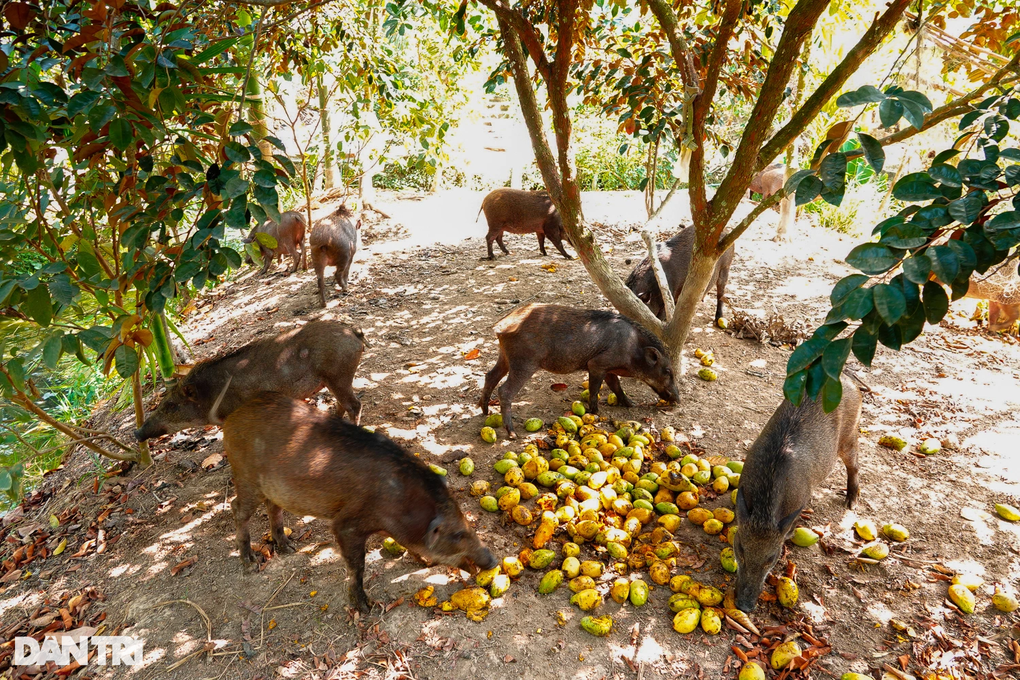 9X khoi nghiep thanh cong voi quy trinh nuoi heo rung doc la-Hinh-3