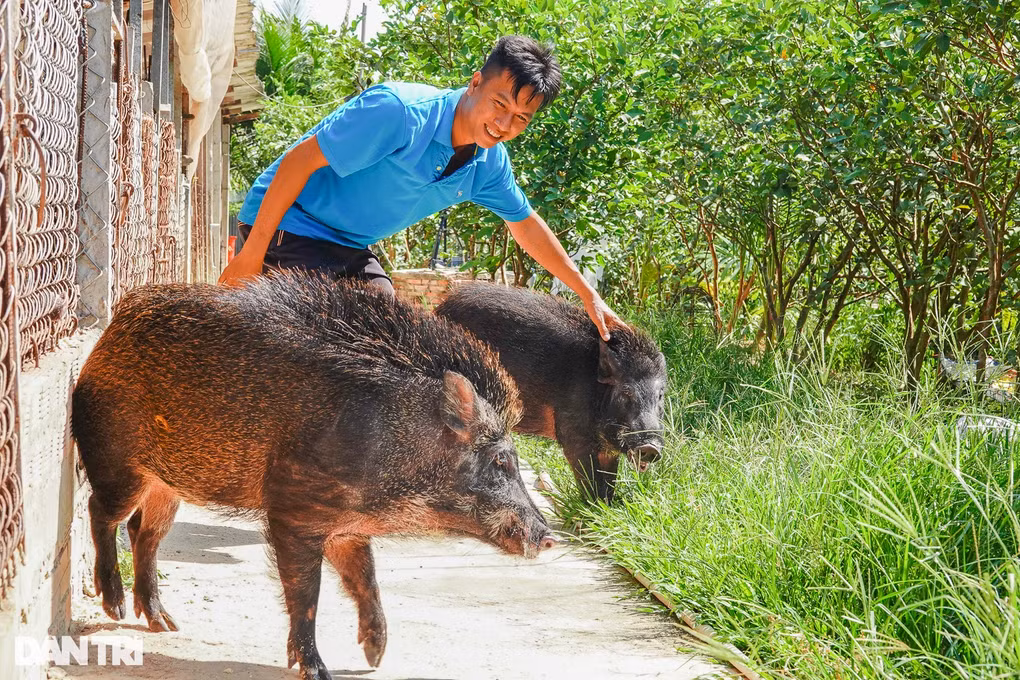 9X khoi nghiep thanh cong voi quy trinh nuoi heo rung doc la