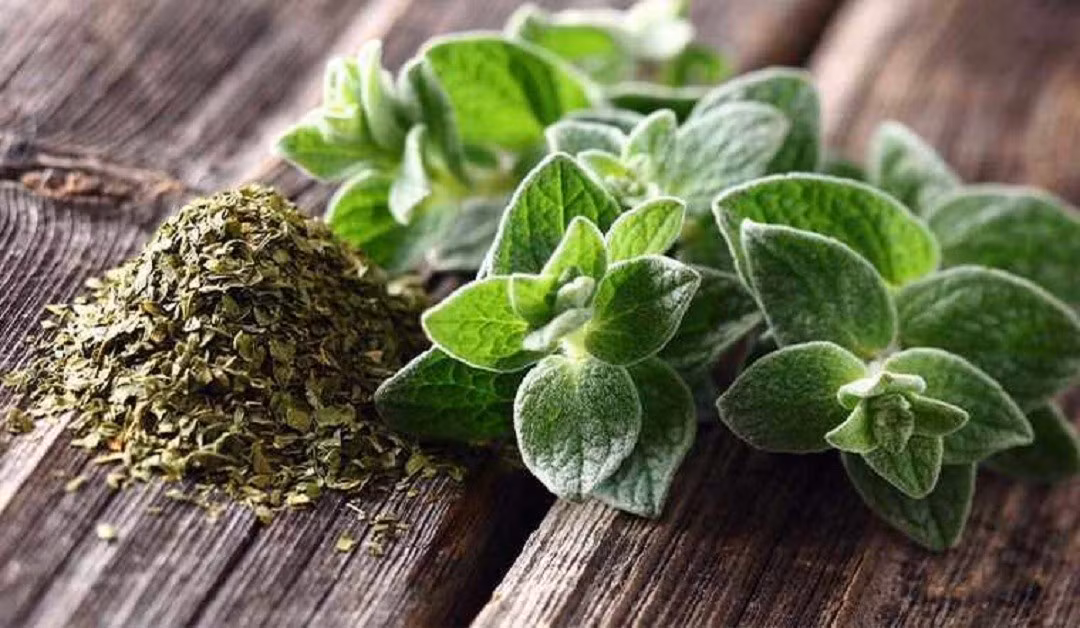 Loai cay gia vi la, gia 1,2 trieu/kg